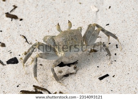 The Ghost Crab is a fast, active feeder on detritus on the surf line as well as feeding on molluscs. They have been known to predate hatchling sea-turtles.