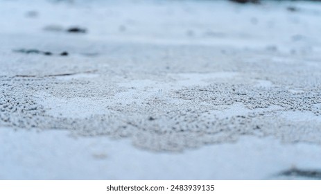 
Ghost crab nests are sandy burrows on beaches, marked by small mounds. These nocturnal crabs create intricate tunnels, providing shelter and protection from predators. - Powered by Shutterstock