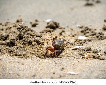 Ghost crab - Ocypode stimpsoni - is on the sandy beach in Fukuoka city, JAPAN.