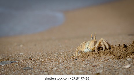 A Ghost Crab (Ocypodinae) Keeps A Watchful Eye.