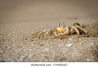 A Ghost Crab (Ocypodinae) Keeps A Watchful Eye.