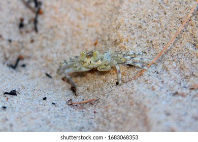 Ghost Crab, Ocypodinae Sp. Taken Mahajanga, Madagascar.