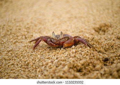 Ghost Crab (Ocypodinae)  Spotted At The Beaches Of Tajpur, India