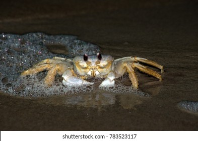 Ghost Crab On The Beach At Night On The Outer Banks