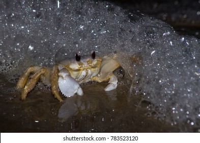 Ghost Crab On The Beach At Night On The Outer Banks