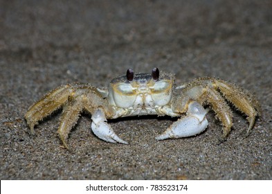 Ghost Crab On The Beach At Night On The Outer Banks