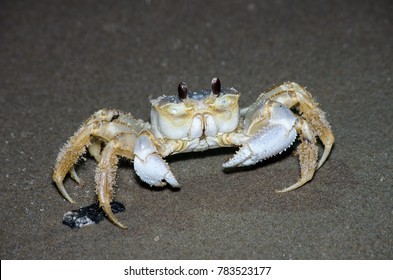 Ghost Crab On The Beach At Night On The Outer Banks