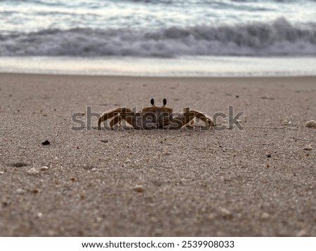 Ghost Crab on the Beach of Outer Banks