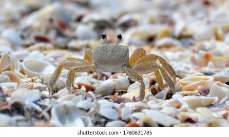 Ghost Crab On A Bed Of Sea Shells