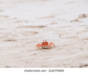 Ghost Crab On The Sand At Tortuga Bay Beach In Santa Cruz, Galápagos Islands.