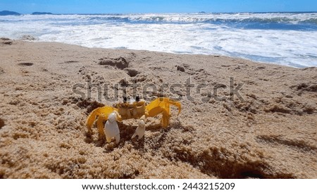 Ghost Crab on a Subtropical Beach, Brazil