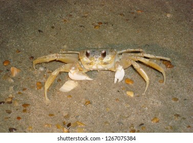 Ghost Crab Outer Banks NC