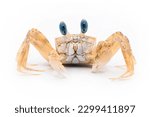 Ghost Crab with white background