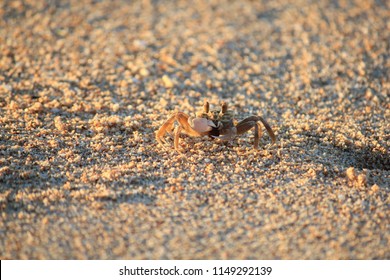 Ghost Crab At Work