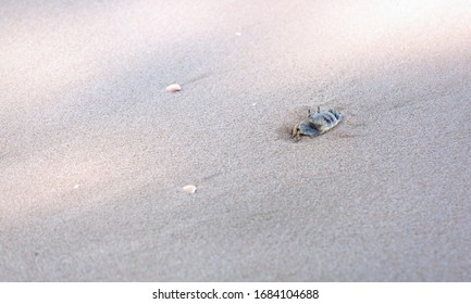 Ghost Crab,Ocypode Or Ocypodidae On The Beach.