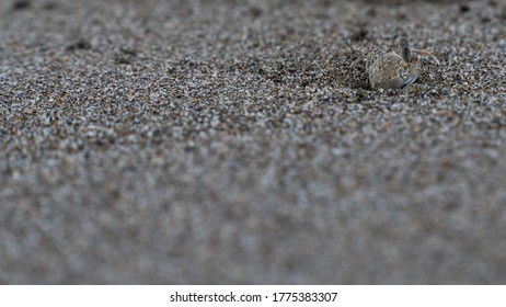 Ghost Crabs (Ocypode Kuhlii) Are Semiterrestrial Crabs Of The Subfamily Ocypodinae