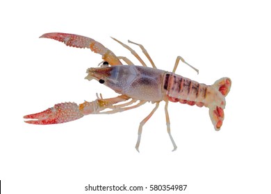 " ghost " crayfish isolated on over white background