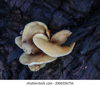 Ghost Fungus Growing On Dark Bark Of A Tree