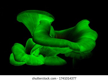 Ghost Fungus At Night - Omphalotus Nidiformis - Bioluminescent & Poisonous Fungus - NSW, Australia