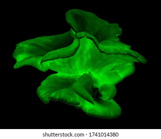 Ghost Fungus At Night - Omphalotus Nidiformis - Bioluminescent & Poisonous Fungus - NSW, Australia