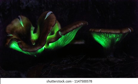 Ghost Fungus (Omphalotus Nidiformis) Bioluminescent Fungus - Long Exposure At Night - NSW, Australia