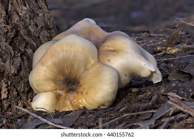 Ghost Fungus (Omphalotus Nidiformis) Maldon, Victoria, Australia