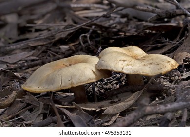 Ghost Fungus (Omphalotus Nidiformis) Maldon, Victoria, Australia