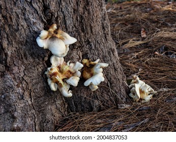 Ghost Fungus On Tree Trunk