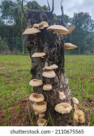 Ghost Fungus Or Scientific Name Omphalotus Nidiformis 