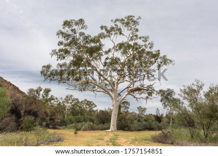 The Ghost Gum, big tree with white trunk symbol of the Australian bush and spirit, 300 years old, it shows high fire tolerance. Macdonnell ranges near Trephina Gorge, Northern Territory NT, Australia Imagine de stoc © 
