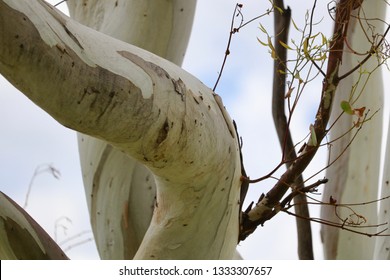 Ghost Gum Tree, Eucalyptus Papuana, White Peeling Bark, South Australia Closeup