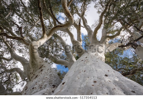 Ghost gum tree at Simpsons Gap in Alice\
springs, Northern\
Territory