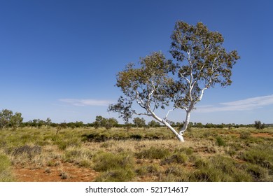 Ghost Gum Western Australian Outback Pilbara Stock Photo 521714617 ...