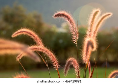 Ghost Lights Over Purple Crimson Fountaingrasses (Pennisetum Rubrum) In A Blurry Green Garden View.