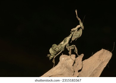 Mantis fantasma (Phyllocrania paradoxa) con camuflaje tipo hoja 
