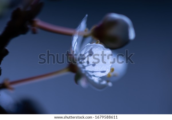 Ghost moon, dark flower abstract background with\
cherry plum blossom, dark blue and gray graphite background, white\
and shiny petals and pollen stamens shadows on the patal surface,\
artistic, blurred