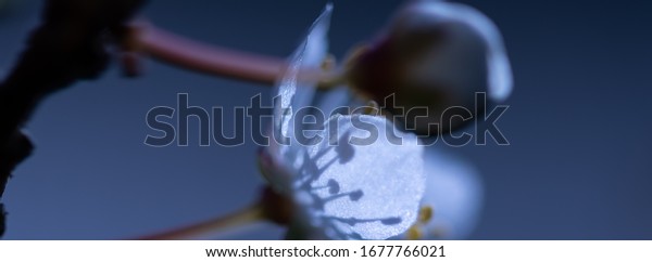 Ghost moon, dark flower web banner with cherry\
plum blossom, dark blue and gray graphite background, white and\
shiny petals and pollen stamens shadows on the patal surface,\
artistic, blurred