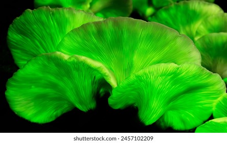 The Ghost Mushroom (Omphalotus nidiformis) is a a bioluminescent fungi that emits a soft green glow at night. - Powered by Shutterstock