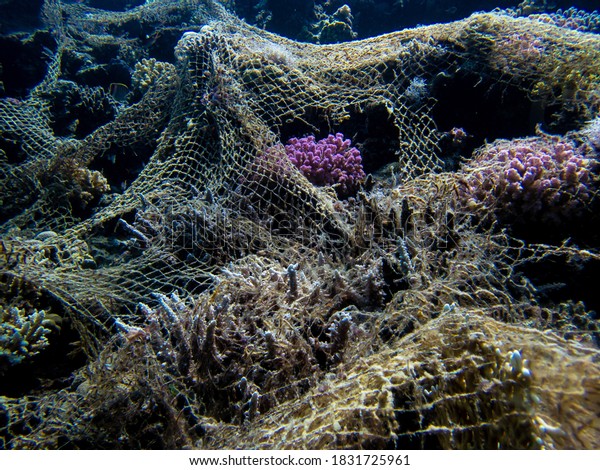 Ghost Net On Coral Reef Close Stock Photo 1831725961 Shutterstock