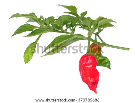 ghost pepper, the hottest pepper in the world, isolated on white