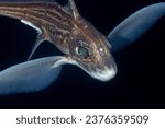 Ghost shark in black water