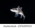 Ghost shark in black water