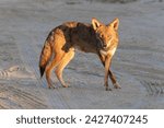 A Ghost Wolf of Galveston Island (hybrid of coyote and red wolf) on a beach