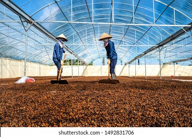 GIA LAI, VIETNAM - NOV 05, 2018: Farmer And Honey Coffee Drying In Farm, Robusta And Arabica Coffee, Gia Lai, Vietnam