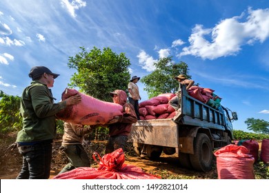 GIA LAI, VIETNAM - NOV 20,2018: Farmer Harvest Robusta And Arabica Coffee Berries In Farm, Gia Lai, Vietnam 