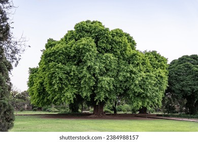 a giant 104 years old Pilkhan tree in the humayun tomb complex in delhi India