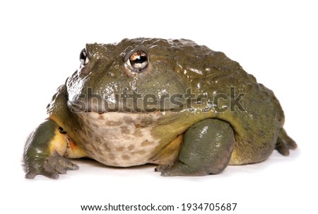 Giant African bullfrog in a studio
isolated on a white background