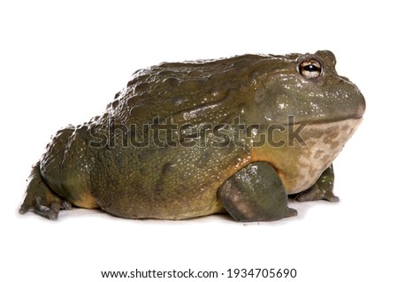 Giant African bullfrog in a studio
isolated on a white background