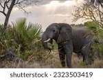 A giant African bush elephant (Loxodonta africana) in a forest at sunset