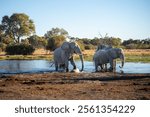 Giant african elephant bulls (Loxodonta africana), crossing the Khwai river, Okavango delta, Moremi, Botswana, Africa	